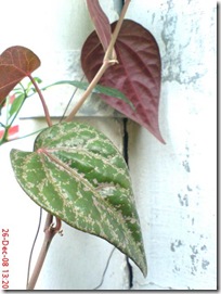 daun sirih merah 831