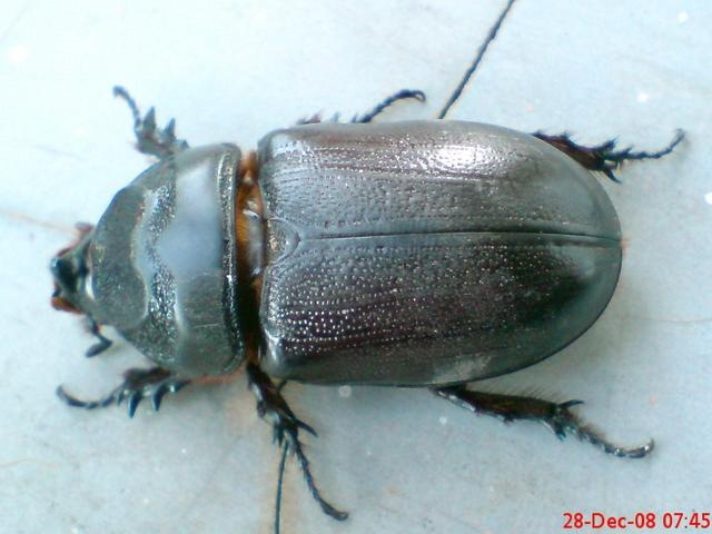 Koleksi Gambar Kumbang Part1