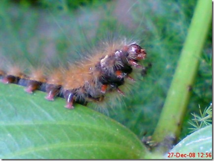 Attack of the Silkworm Feather/Caterpillars (Desiciria inclusa)
