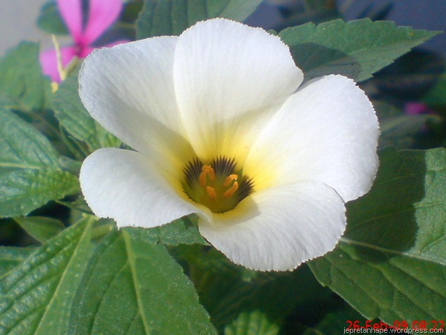 bunga flower