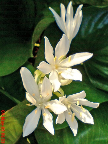 Foto Bunga  Cantik Warna  Putih  Jeprat Jepret Hape