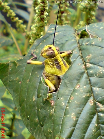 Valanga nigricornis – Javanese grasshopper – Belalang Kayu 